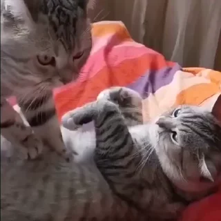 💗