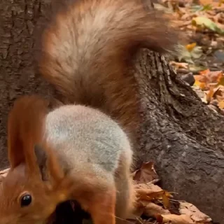 🤩