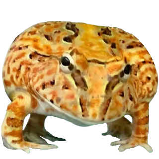 🐸
