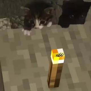 🌟
