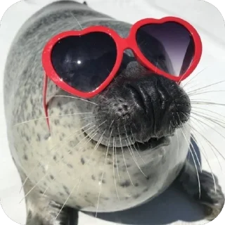 😎