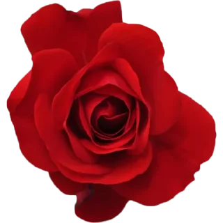 🌹