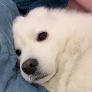 🤍