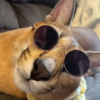 😎