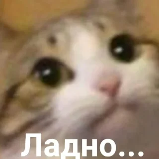 🐱