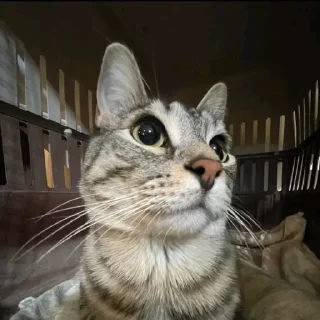 Lil ocram братья