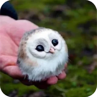 🦉