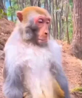🤩