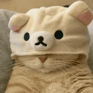 🐾