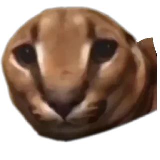 👽