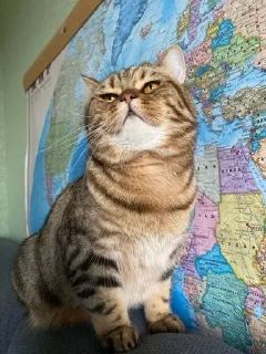 🌟