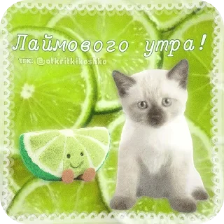 🐱