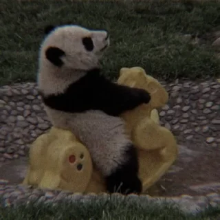 🐼