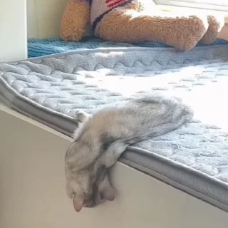 🐈