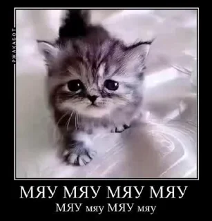 😺