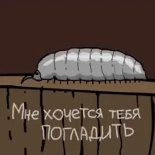 🐛