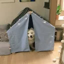 🐶