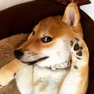 🐶