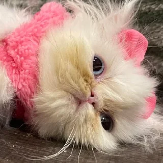 🎀