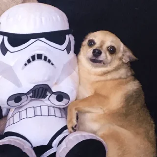 🐶