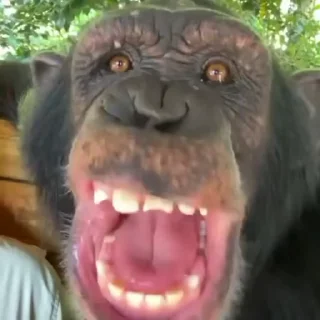 🐒
