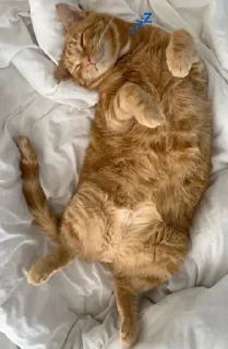 💤