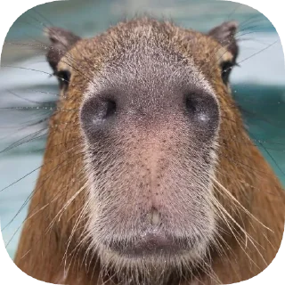 🐽