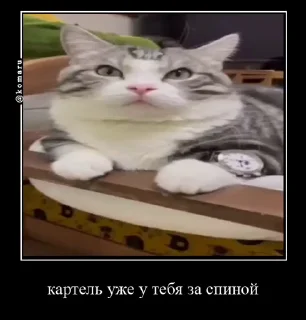 🤩
