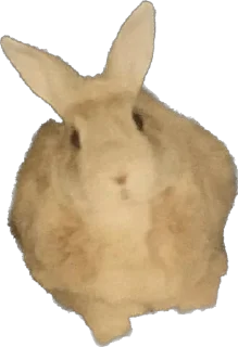 🐰
