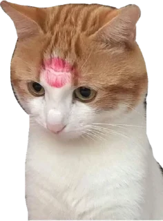 💋