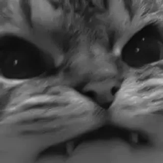 🐈‍⬛️