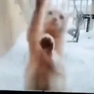 🐈