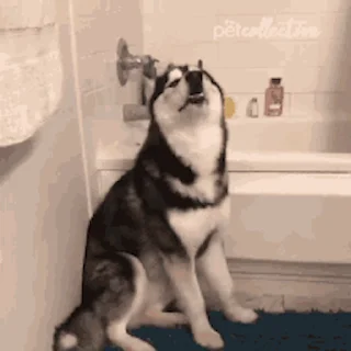 🐕