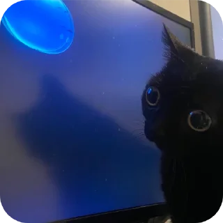🐱