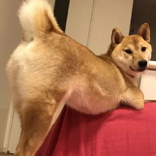 🐶