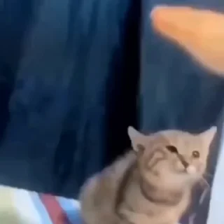 🐈