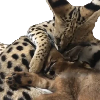 😚