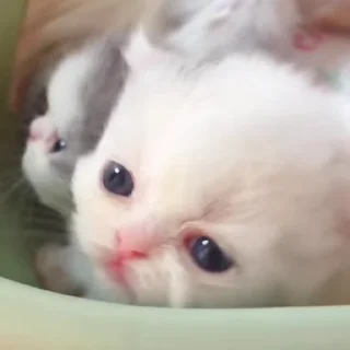 🌟