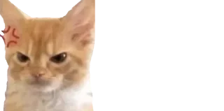 🐈