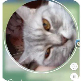 🐱