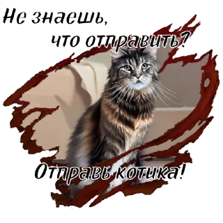 🐱