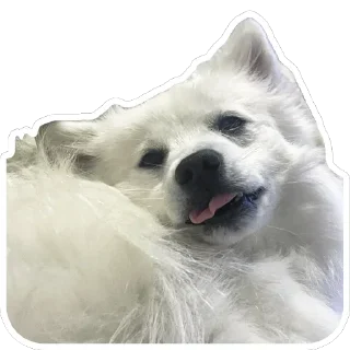 Nixie the Spitz
