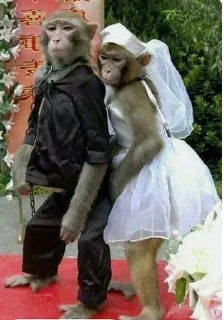🐒