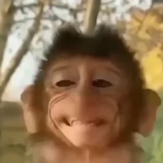 🐵