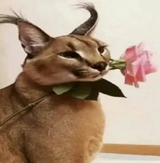 🐈