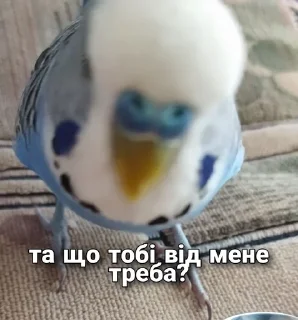 🐦