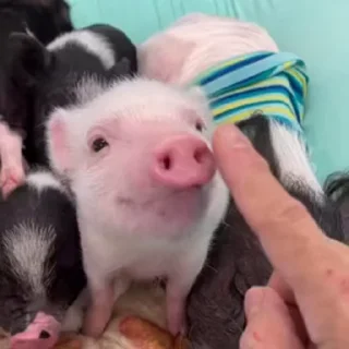 🐷