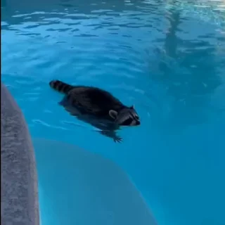 🦝
