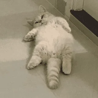🐱