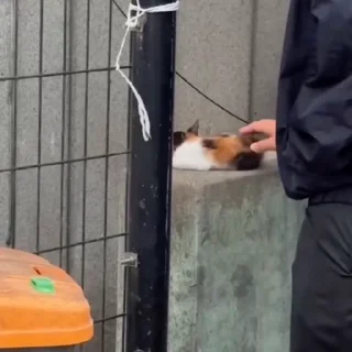 🐈